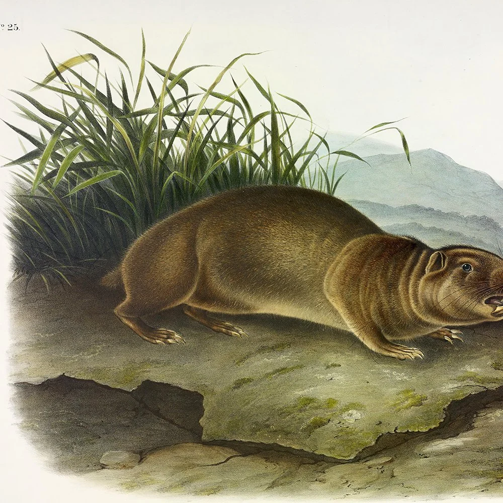 Brown or Norway Rat - Plate 54 — Audubon Art Prints